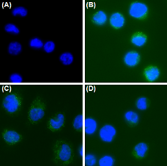 Immunocytochemistry/ Immunofluorescence - Anti-CEACAM6 antibody [9A6] (AB78029), expandable thumbnail