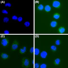 Immunocytochemistry/ Immunofluorescence - Anti-CEACAM6 antibody [9A6] (AB78029)