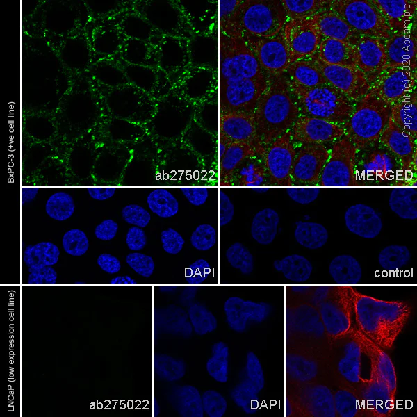 Immunocytochemistry/ Immunofluorescence - Anti-CEACAM6 antibody [EPR23956-80] - BSA and Azide free (AB275033)