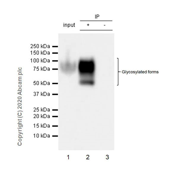 Immunoprecipitation - Anti-CEACAM6 antibody [EPR23956-80] - BSA and Azide free (AB275033)
