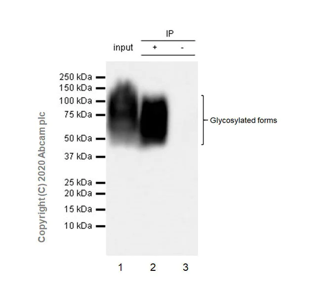 Immunoprecipitation - Anti-CEACAM6 antibody [EPR23956-80] - BSA and Azide free (AB275033)