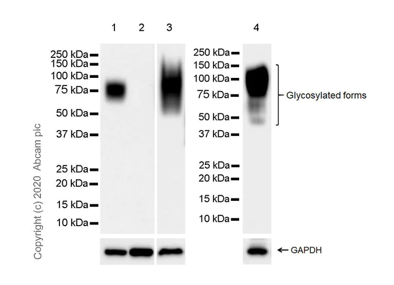 Western blot - Anti-CEACAM6 antibody [EPR23956-80] - BSA and Azide free (AB275033)