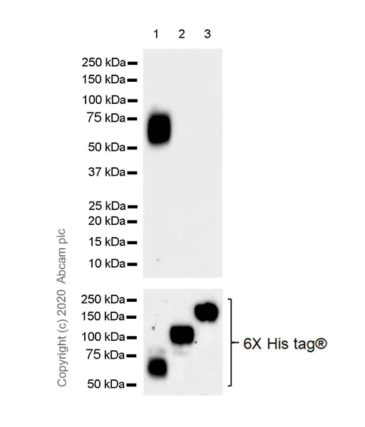 Western blot - Anti-CEACAM6 antibody [EPR23956-80] - BSA and Azide free (AB275033)
