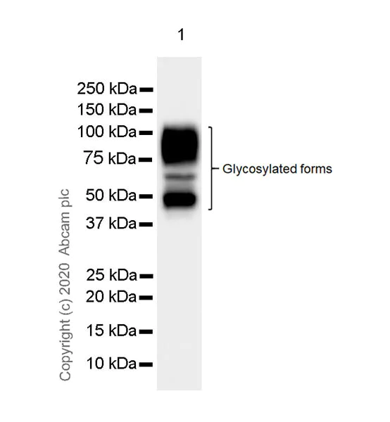 Western blot - Anti-CEACAM6 antibody [EPR23956-80] - BSA and Azide free (AB275033)