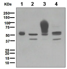 Western blot - Anti-CEACAM6 antibody [EPR4403] (AB134074)