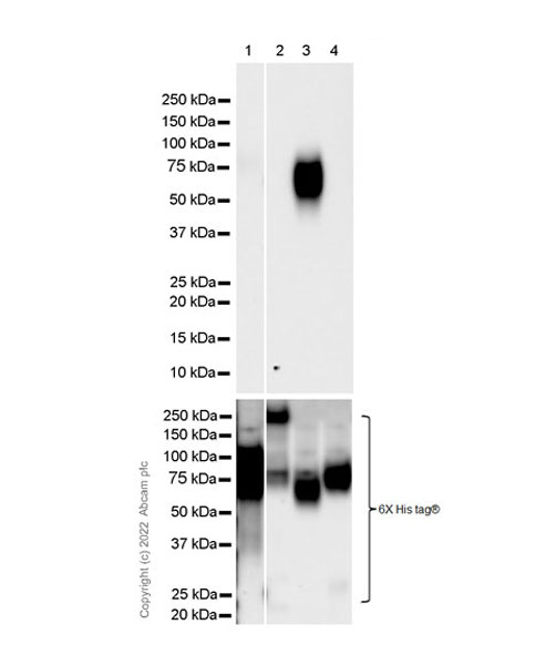 Western blot - Anti-CEACAM6 antibody [EPR4403] - BSA and Azide free (AB235139)