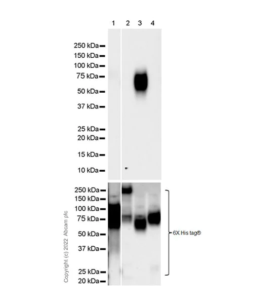 Western blot - Anti-CEACAM6 antibody [EPR4403] - BSA and Azide free (AB235139)