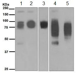 Western blot - Anti-CEACAM6 antibody [EPR4404(2)] - BSA and Azide free (AB248662)
