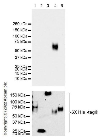 Western blot - Anti-CEACAM6 antibody [EPR4404(2)] - BSA and Azide free (AB248662)