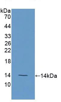Western blot - Anti-CEACAM7 antibody (AB232696)
