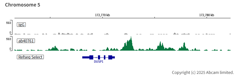 ChIC/CUT&RUN sequencing - Anti-CEBP Alpha/CEBPA antibody [EP708Y] (ab40761), expandable thumbnail