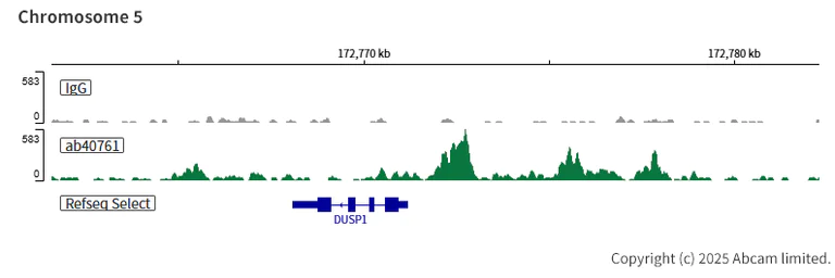 ChIC/CUT&RUN sequencing - Anti-CEBP Alpha/CEBPA antibody [EP708Y] (AB40761)