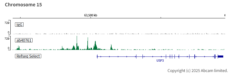 ChIC/CUT&RUN sequencing - Anti-CEBP Alpha/CEBPA antibody [EP708Y] (ab40761), expandable thumbnail