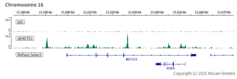 ChIC/CUT&RUN sequencing - Anti-CEBP Alpha/CEBPA antibody [EP708Y] (AB40761), expandable thumbnail
