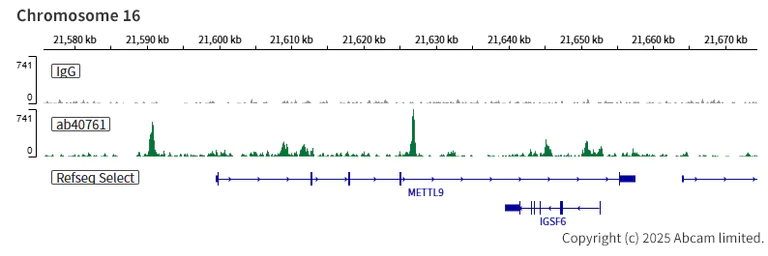 ChIC/CUT&RUN sequencing - Anti-CEBP Alpha/CEBPA antibody [EP708Y] (AB40761)