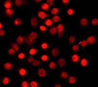 Immunocytochemistry/ Immunofluorescence - Anti-CEBP Alpha/CEBPA antibody [EP708Y] (AB40761), expandable thumbnail