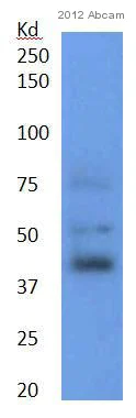 Western blot - Anti-CEBP Alpha/CEBPA antibody [EP708Y] (AB40761)