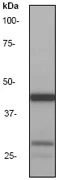 Western blot - Anti-CEBP Alpha/CEBPA antibody [EP708Y] (AB40761)