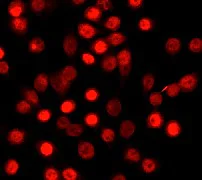 Immunocytochemistry/ Immunofluorescence - Anti-CEBP Alpha/CEBPA antibody [EP708Y] - BSA and Azide free (AB247283)