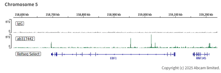 ChIC/CUT&RUN sequencing - Anti-CEBP Alpha/CEBPA antibody [EPR27924-90] - BSA and Azide free (AB317443)