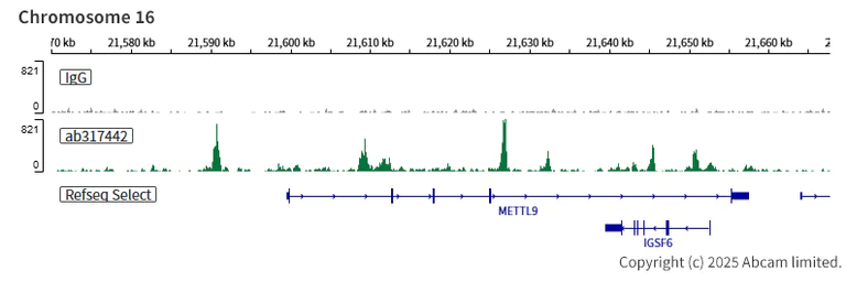 ChIC/CUT&RUN sequencing - Anti-CEBP Alpha/CEBPA antibody [EPR27924-90] - BSA and Azide free (AB317443)