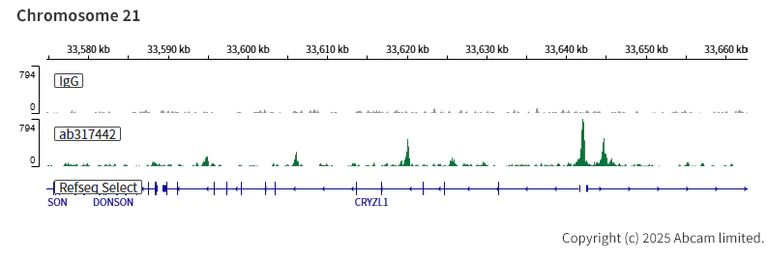 ChIC/CUT&RUN sequencing - Anti-CEBP Alpha/CEBPA antibody [EPR27924-90] - BSA and Azide free (AB317443)