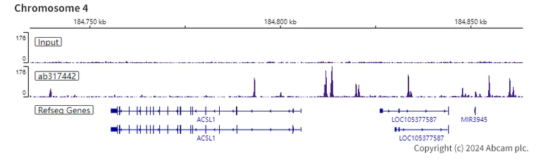 ChIP-sequencing - Anti-CEBP Alpha/CEBPA antibody [EPR27924-90] - BSA and Azide free (AB317443)