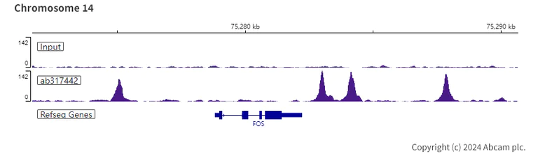 ChIP-sequencing - Anti-CEBP Alpha/CEBPA antibody [EPR27924-90] - BSA and Azide free (AB317443)