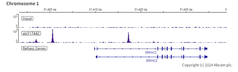 ChIP-sequencing - Anti-CEBP Alpha/CEBPA antibody [EPR27924-90] - BSA and Azide free (AB317443)