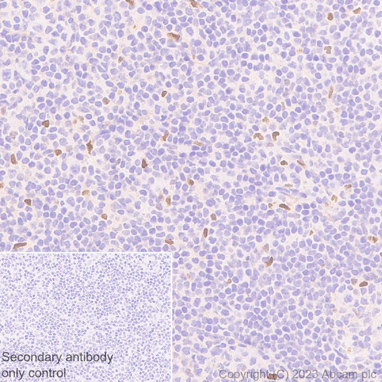 Immunohistochemistry (Formalin/PFA-fixed paraffin-embedded sections) - Anti-CEBP Alpha/CEBPA antibody [EPR27924-90] - BSA and Azide free (AB317443)