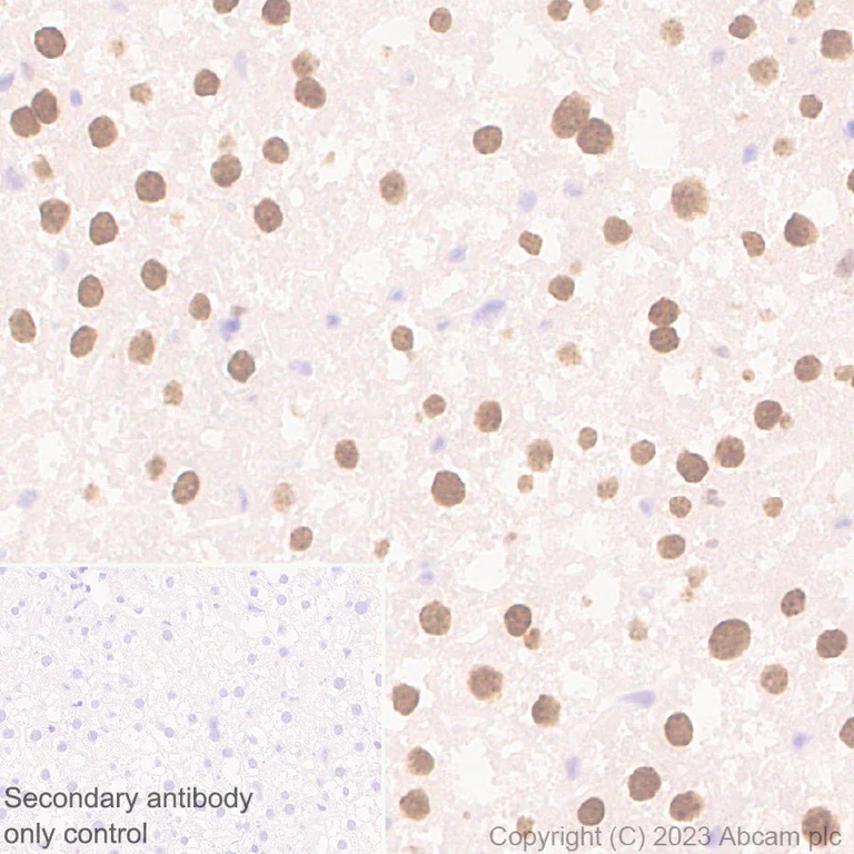 Immunohistochemistry (Formalin/PFA-fixed paraffin-embedded sections) - Anti-CEBP Alpha/CEBPA antibody [EPR27924-90] - BSA and Azide free (AB317443)