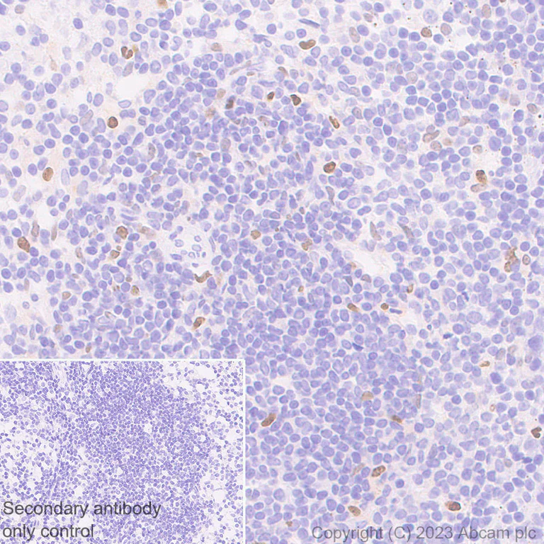 Immunohistochemistry (Formalin/PFA-fixed paraffin-embedded sections) - Anti-CEBP Alpha/CEBPA antibody [EPR27924-90] - BSA and Azide free (AB317443)