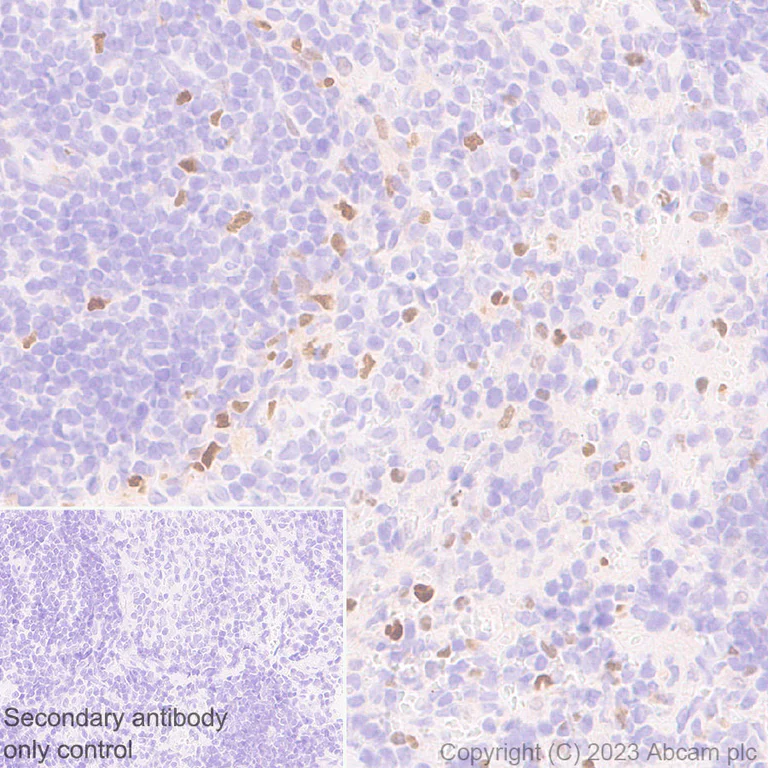 Immunohistochemistry (Formalin/PFA-fixed paraffin-embedded sections) - Anti-CEBP Alpha/CEBPA antibody [EPR27924-90] - BSA and Azide free (AB317443)