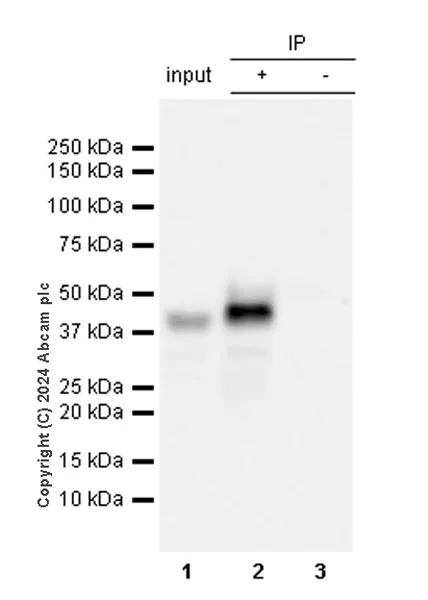 Immunoprecipitation - Anti-CEBP Alpha/CEBPA antibody [EPR27924-90] - BSA and Azide free (AB317443)