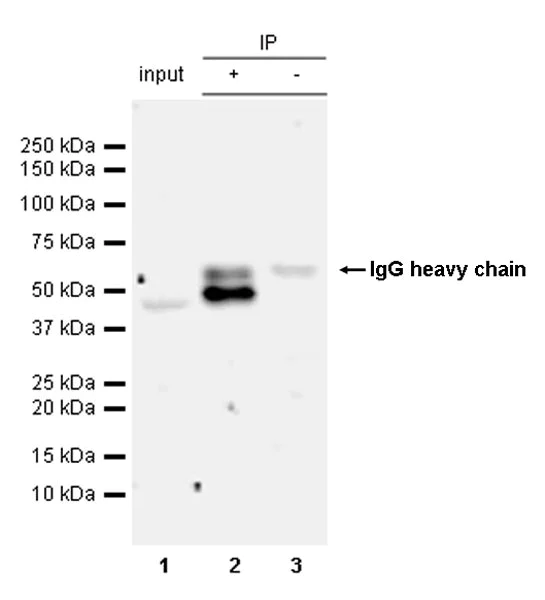 Immunoprecipitation - Anti-CEBP Alpha/CEBPA antibody [EPR27924-90] - BSA and Azide free (AB317443)