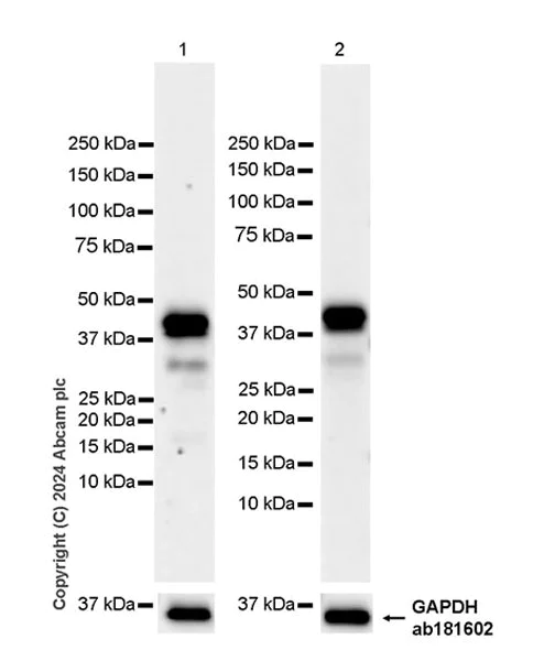 Western blot - Anti-CEBP Alpha/CEBPA antibody [EPR27924-90] - BSA and Azide free (AB317443)