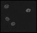 Immunocytochemistry/ Immunofluorescence - Anti-CEBP Beta antibody [18F8] (AB15049)