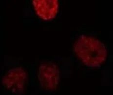 Immunocytochemistry/ Immunofluorescence - Anti-CEBP Beta antibody [1H7] (AB15050)