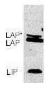 Western blot - Anti-CEBP Beta antibody [1H7] (AB15050), expandable thumbnail