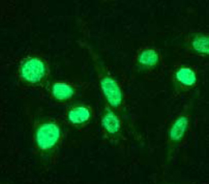 Immunocytochemistry/ Immunofluorescence - Anti-CEBP Beta antibody [E299] - BSA and Azide free (ab220813), expandable thumbnail