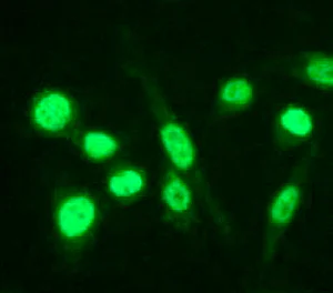 Immunocytochemistry/ Immunofluorescence - Anti-CEBP Beta antibody [E299] - BSA and Azide free (AB220813)