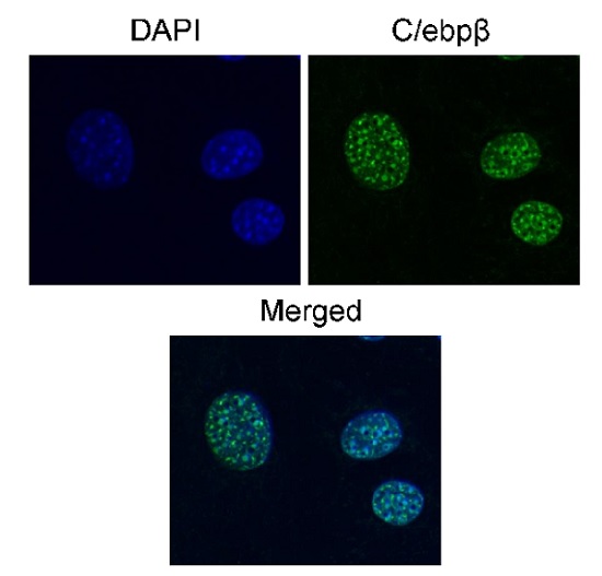 Immunocytochemistry/ Immunofluorescence - Anti-CEBP Beta antibody [E299] - BSA and Azide free (AB220813), expandable thumbnail