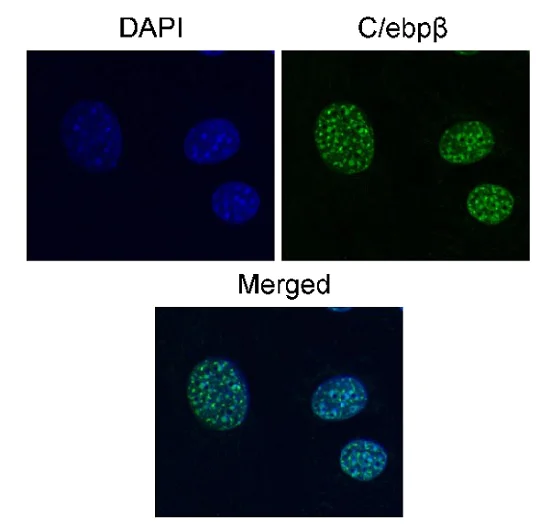 Immunocytochemistry/ Immunofluorescence - Anti-CEBP Beta antibody [E299] - BSA and Azide free (AB220813)