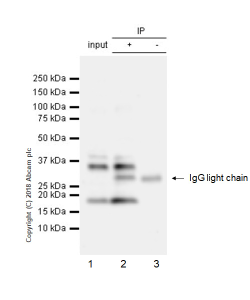 Immunoprecipitation - Anti-CEBP Beta antibody [E299] - BSA and Azide free (AB220813), expandable thumbnail