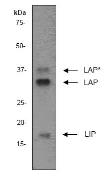 Western blot - Anti-CEBP Beta antibody [E299] - C-terminal (ab32358), expandable thumbnail