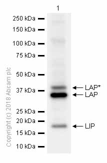 Western blot - Anti-CEBP Beta antibody [E299] - C-terminal (AB32358), expandable thumbnail