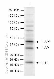 Western blot - Anti-CEBP Beta antibody [E299] - C-terminal (ab32358), expandable thumbnail