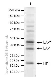 Western blot - Anti-CEBP Beta antibody [E299] - C-terminal (AB32358)