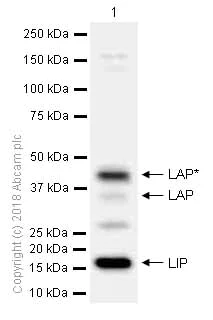 Western blot - Anti-CEBP Beta antibody [E299] - C-terminal (AB32358)