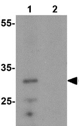 Western blot - Anti-CEBP Delta/CEBPD antibody (AB139730)